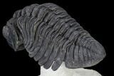 Large, Pedinopariops Trilobite - Flying Preparation #114579-3